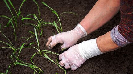 close-up of a woman planting a seedling in the soil.