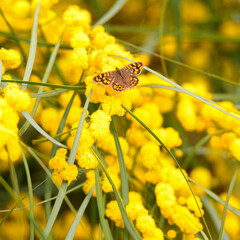 MARIPOSA MACULADA (PARARGE AEGERIA) POSADA SOBRE LAS FLORES AMARILLAS DE UN ACACIA