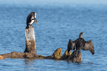 great cormorant - birds of tunisia - djerba