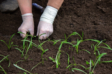 close-up of a woman planting a seedling in the soil.