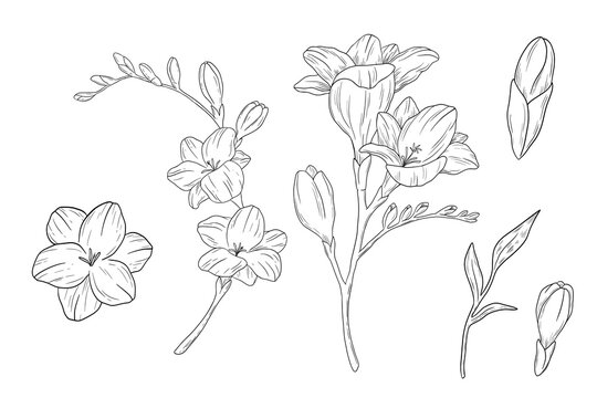Hand drawn freesia flower branch and leaves sketch. Vector monochrome etching drawing isolated on white.