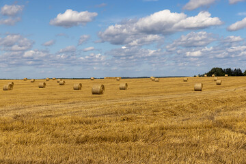 straw stacks in the field after the grain harvest