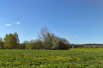 green grass and yellow dandelions in the field in sunny weather
