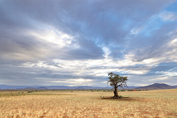 Camel thorn tree on dry grass land