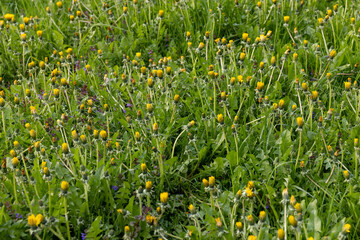 field where livestock feed is grown