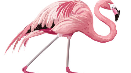 Pink flamingo isolated on a white background
