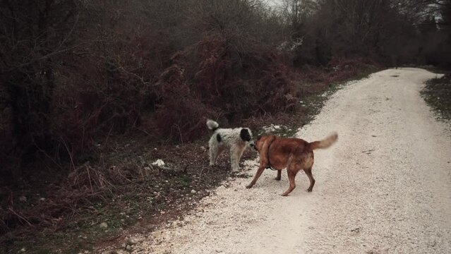 Two stray dogs of different breeds play with each other on a gravel road on a gloomy day. White dog pees on other dog's face