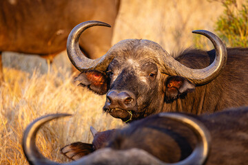 portrait of an african buffalo in the savannah of kruger nationalprk in south africa