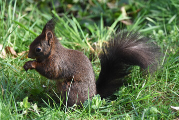 Eichhörnchen