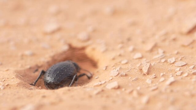 desert beetle digging in the sand - southern Tunisia