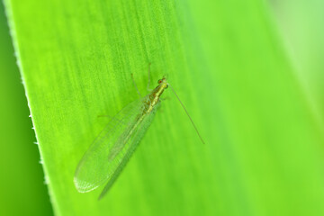 A lacewing, an insect with transparent wings, sits on a green leaf.