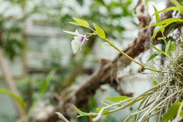 Fototapeta na wymiar Beautiful blooming orchids of different colors