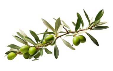 A green olive branch adorned with fresh olives
