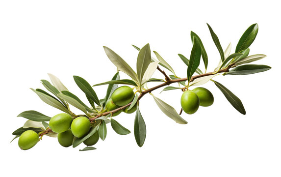 A green olive branch adorned with fresh olives