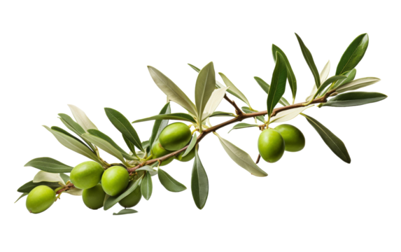 A green olive branch adorned with fresh olives