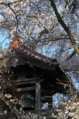 お寺の鐘つき堂と桜