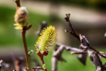 Pyłek na pączku rośliny na wiosnę. 