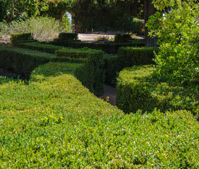 The paths of the park between the greenery neatly trimmed decorative bushes, forming labyrinths.