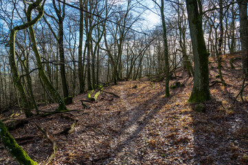 Beautiful autumn forest with fallen leaves. Sunny.