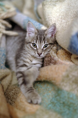 Kitten lying on top of blanket - 774829530