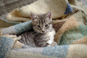 Kitten lying on top of blanket - 774829555