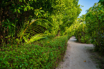 Sandy path in a dense tropical green forest.