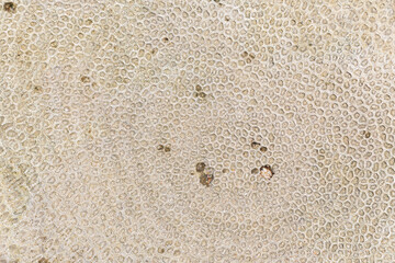 White coral texture photo. Abstract background.  Biological texture of natural sea coral. Fossil corals reef. Ancient creatures, turned into stone. 