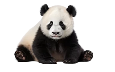 Foto op Plexiglas A peaceful panda bear in black and white sits down gracefully © yousaf