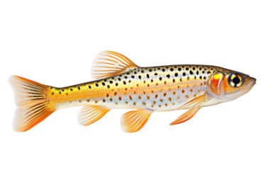 A vibrant yellow and black fish swimming gracefully on a clean white background