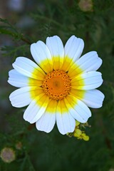 Fototapeta premium Blooming daisy in spring