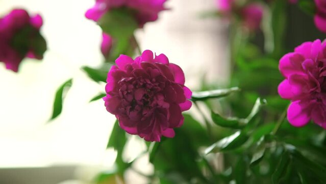 Flower garden purple peon flowers	