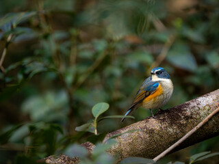 森の中でのんびりしているルリビタキの雄