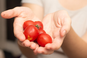 Fresh Cherry Tomatoes in Female Hands. Hands gently holding a selection of ripe cherry tomatoes.