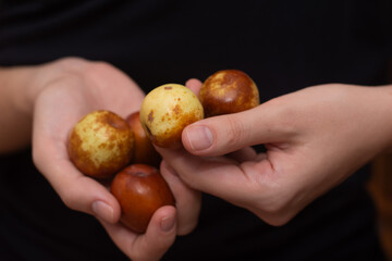 Female Hands Holding Jujube Fruits. Gently holding a selection of brown-speckled jujube fruits.