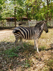 Fototapeta na wymiar Zebra standing in the coop