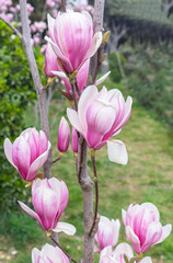 beautiful spring magnolia flowers