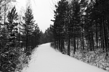 Black and white forest landscape with snow covered path in cloudy winter weather, Kopparnäs, Finland.