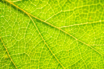 Green leaf texture surface background close up