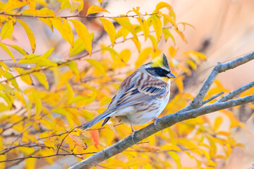 yellow-throated bunting sitting on a tree branch in the forest. 노란턱멧새.