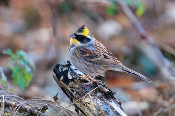 yellow-throated bunting sitting on a tree branch in the forest. 노란턱멧새.