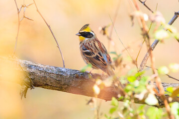 yellow-throated bunting sitting on a tree branch in the forest. 노란턱멧새.