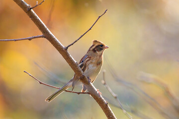 yellow-throated bunting sitting on a tree branch in the forest. 노란턱멧새.