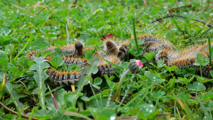 plusieurs chenilles (chenille) processionnaires (processionnaire) du pin dans de l'herbe verte (gazon vert) en troupeau en gros plan (macro) - (thaumetopoea pityocampa)