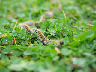plusieurs chenilles (chenille) processionnaires (processionnaire) du pin dans de l'herbe verte (gazon vert) en troupeau en gros plan (macro) - (thaumetopoea pityocampa)