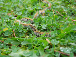 plusieurs chenilles (chenille) processionnaires (processionnaire) du pin dans de l'herbe verte (gazon vert) en troupeau en gros plan (macro) - (thaumetopoea pityocampa)