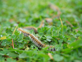 plusieurs chenilles (chenille) processionnaires (processionnaire) du pin dans de l'herbe verte (gazon vert) en troupeau en gros plan (macro) - (thaumetopoea pityocampa)