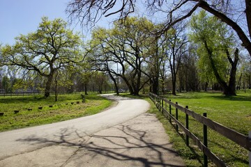 Fototapeta na wymiar asphalt road through the park, spring landscape on a sunny day.
