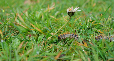 plusieurs chenilles (chenille) processionnaires (processionnaire) du pin dans de l'herbe verte (gazon vert) en troupeau en gros plan (macro) - (thaumetopoea pityocampa)