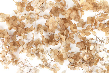 Dried flower Hydrangea background.  Withered delicate hortensia flower.