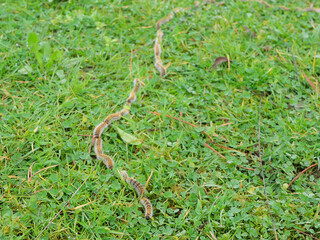 plusieurs chenilles (chenille) processionnaires (processionnaire) du pin dans de l'herbe verte (gazon vert) en troupeau en gros plan (macro) - (thaumetopoea pityocampa)